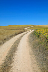 carretera rural curva entre campos de trigo y girasoles castilla la mancha burgos españa...