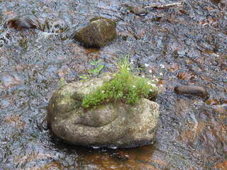 eau rivière et rocher fleuri