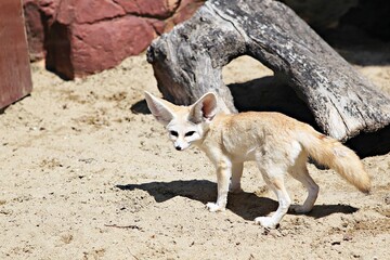 한국동물원의사막여우