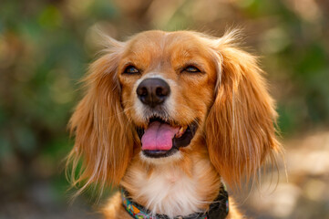 Cocker Spaniel Dog