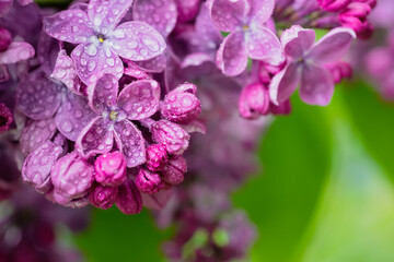 Lilac flowers macro