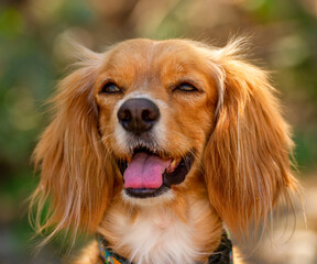 Cocker Spaniel Dog Vertical