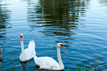 white swans group on the lake swim well under the bright sun