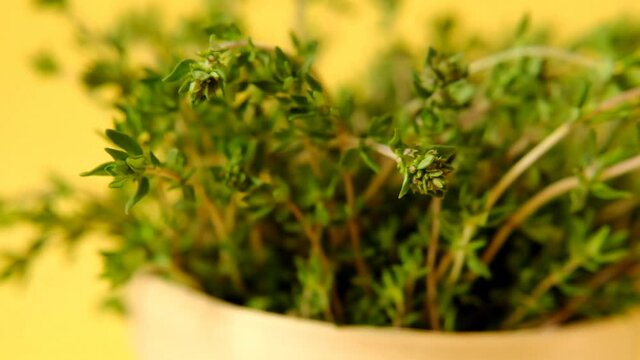 Thyme spicy herb.Thyme sprigs close-up on a yellow background.Spices and herbs