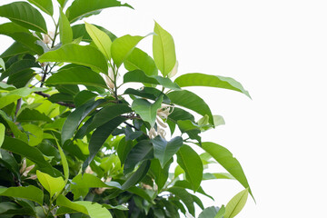White Champaka bloom on tree with sunlight in the garden isolated on white background.