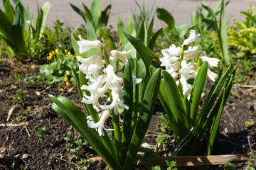 Two hyacinths with white flowers in March