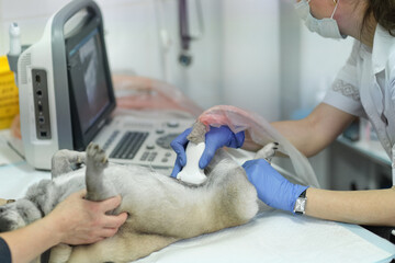 dog having ultrasound scan in a veterinary clinic