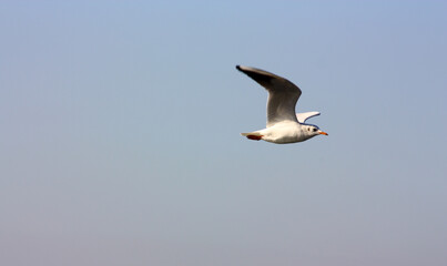 Obraz premium Seagull fly over a city and sea freely.