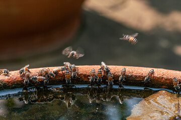 Closeup view group of honey bees flying, walking and drinking water at the lotus basin in summer season.