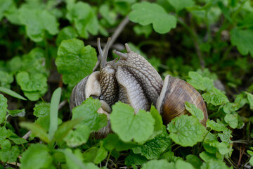 Snails in nature, two snails in the green grass. Reproduction
