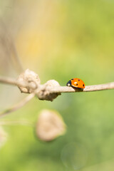 Coccinellidae moves along the branch of the plant