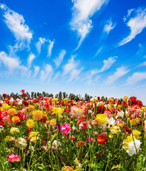 Clouds in the blue sky