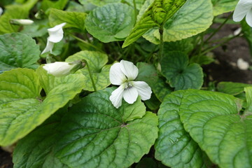 Flower and buds of Viola sororia albiflora in mid May
