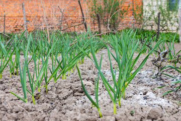 Fototapeta na wymiar Rows of young green onions in spring in the garden bed