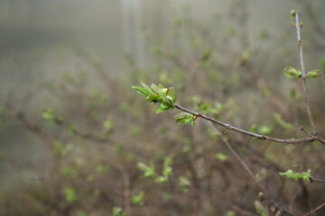 honeysuckle spring leaves at spring