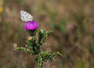 Butterfly on a thistle flower on a blurred background of a glade. There is a place for inserts.