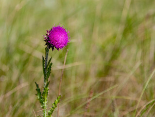 Thistle flower in a summer meadow. There is a free space for inserts.