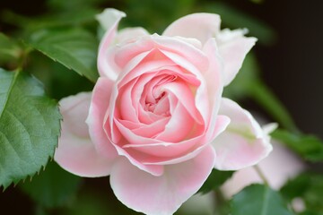 バラ　パシュミナのアップ