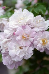 Fototapeta premium バラ 満開のブラッシュノアゼット