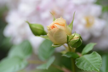 バラ　アンティークレースの蕾