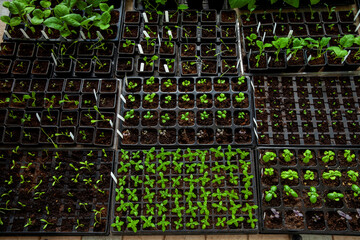 Variety of home-grown young plants and seedlings in germination trays and small pots. Own fruits...