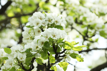 Tree with beautiful white blossom outdoors on spring day, closeup