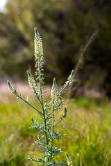 Medicinal plant (Reseda alba) with white, small inflorescences close-up