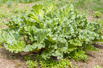 Bright green texture of a group of young fresh big rhubarb leaves is in a garden in summer