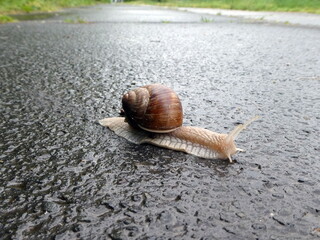 Snail on the sidewalk after the rain