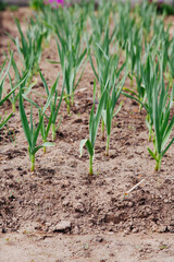 growing garlic on a bed in a vegetable garden