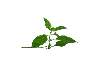 Obraz premium Barleria prionitis leaves isolated on white background.