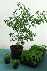 Grown chili peppers plant and young seedlings in plastic pots. Homegrown vegetable plants.