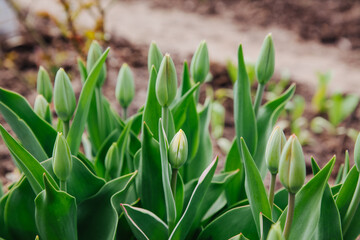 buds of tulips in the spring garden on the flowerbed