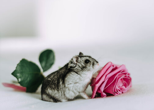 Close-Up of a hamster sitting next to a pink rose