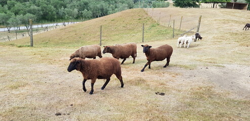 Several sheep that live on the ranch.