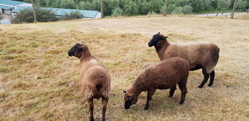Several sheep that live on the ranch.