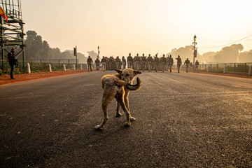 a dog is sitting on road and delhi police force during their rehearsals for indian republic day in delhi.
