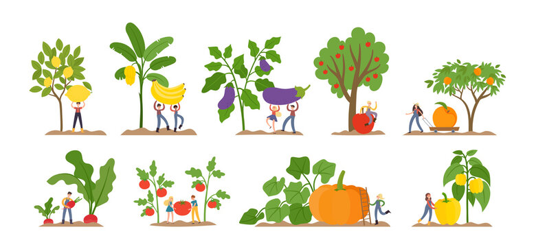 Cartoon vector illustration with tiny man and big fruits, vegetables