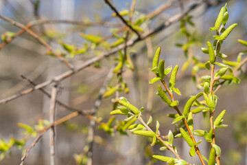 Willow branches in springtime. Green leaves and buds of willow