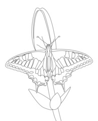Machaon butterfly on Lily flower. Line drawing in vector