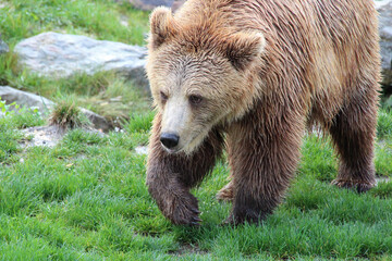 brown bear in a zoo in france