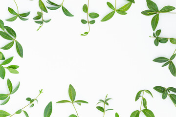 Fototapeta premium Summer gray backdrop of green leaves arranged around the text space