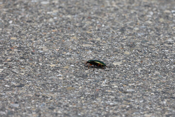 Carabus auronitens. A beautiful green ground beetle crawling on the asphalt.