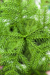 Naklejka na ściany i meble Branches of a young green Christmas tree, close-up.