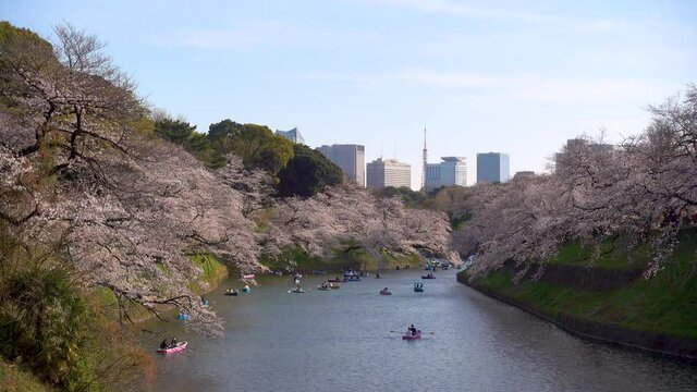 Chidorigafuchi Moat with many colorful boats, pink Sakura trees and Tokyo Tower in backdrop