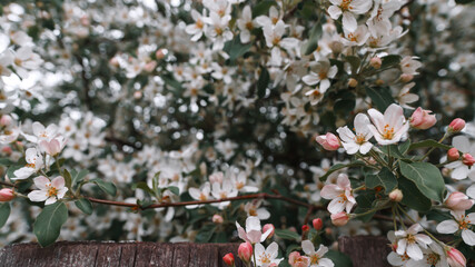 Blossomed cherry blossoms. Cherry Orchard, countryside. Farming, gardening, trees covered with white flowers