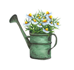 Watercolor garden illustration of chamomile flowers in the old watering can, potted plant, gardening flower. © BarvArt