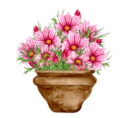 Watercolor garden illustration of cosmo flowers in the old brown pot, potted plant, gardening flower.