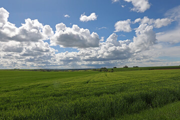 Fototapeta na wymiar Spring landscape with green fields and meadows
