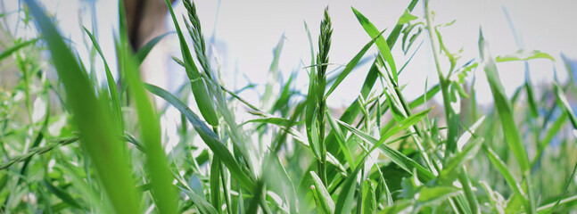 Green background, vegetation, herbs in meadow. Close up. Copy space.